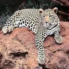 Jejak Terakhir Macan Tutul Lembang Park and Zoo Mengarah ke Hutan Tangkuban Parahu