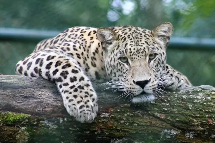 Update Pencarian Macan Tutul Yang Hilang Dari Lembang Park and Zoo