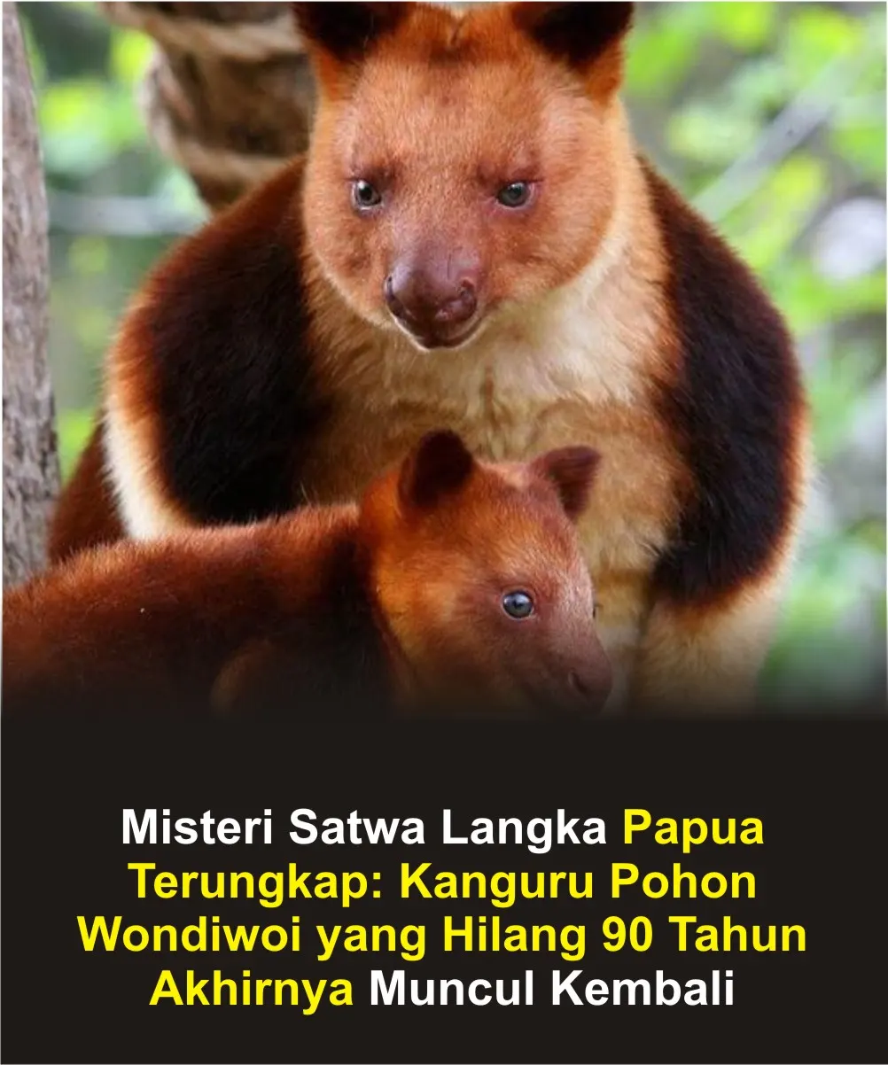 Menyingkap Bayang-Bayang Kanguru Pohon Wondiwoi: Keajaiban yang Nyaris Terlupakan
