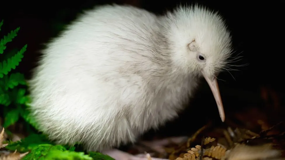 Manukura: Si Kiwi Putih Paling Kece Se-Dunia